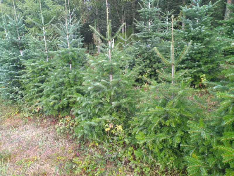 Des rangées de jeunes sapins Nordmann de plusieurs hauteurs, serrés les uns contre les autres devant un bois.