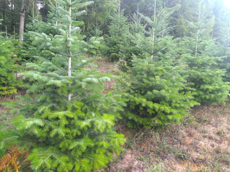 Un sapin Nordmann au feuillage vert clair au premier plan, et des sapins plus grands sur la pente derrière.