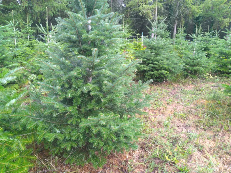 Un sapin Nordmann d’environ deux mètres, isolé sur l’herbe, avec une rangée de sapins plus petits au fond.